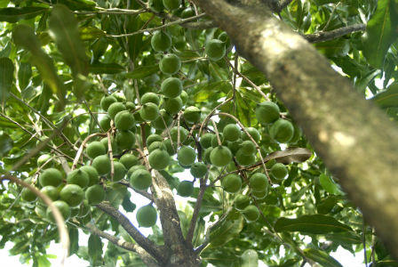 Xuất hiện cây “tỷ đô”  ở vùng Tây Bắc và Tây Nguyên